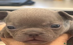 French Bulldog dogs for sale: Ready to leave on the 12th of September - Image 26