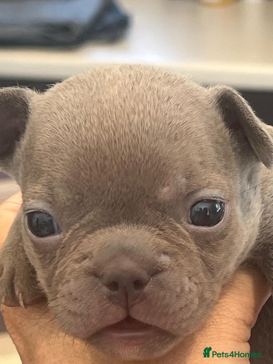 French Bulldog dogs for sale: Ready to leave on the 12th of September - Image 26