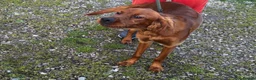 Irish Setter dogs for sale: Irish Setter Puppies Rehomed in Ballindalloch - Advert 3