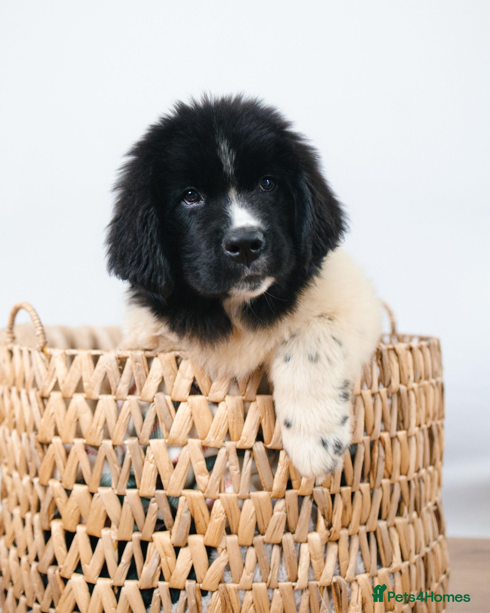Newfoundland dogs Newfoundland puppy  - Advert 13