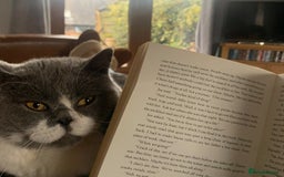 British Shorthair cats for sale: Belle - my beautiful, sweet, indoor baby  - Advert 5