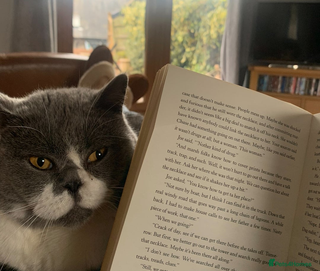 British Shorthair cats for sale: Belle - my beautiful, sweet, indoor baby  - Advert 5