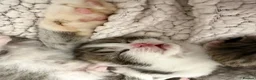 Mixed Breed cats for sale: Beautiful Bengal Cross Maine Coon Babies  in Andover - Advert 19