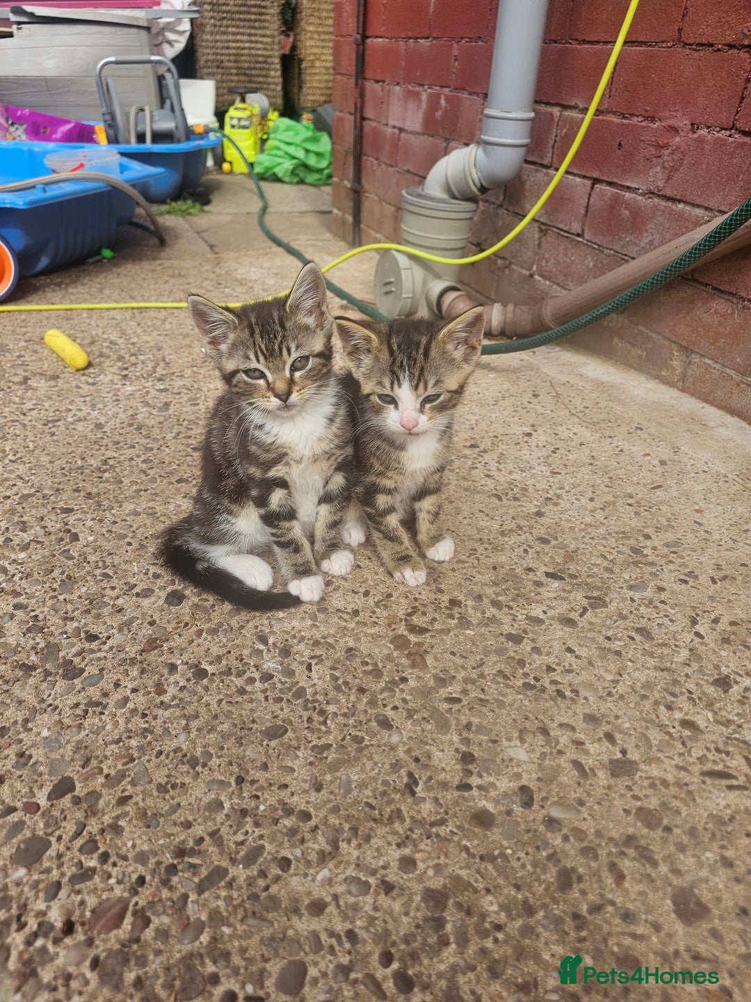 Bengal cats for sale: Bengal x brithish shorthair - Image 1