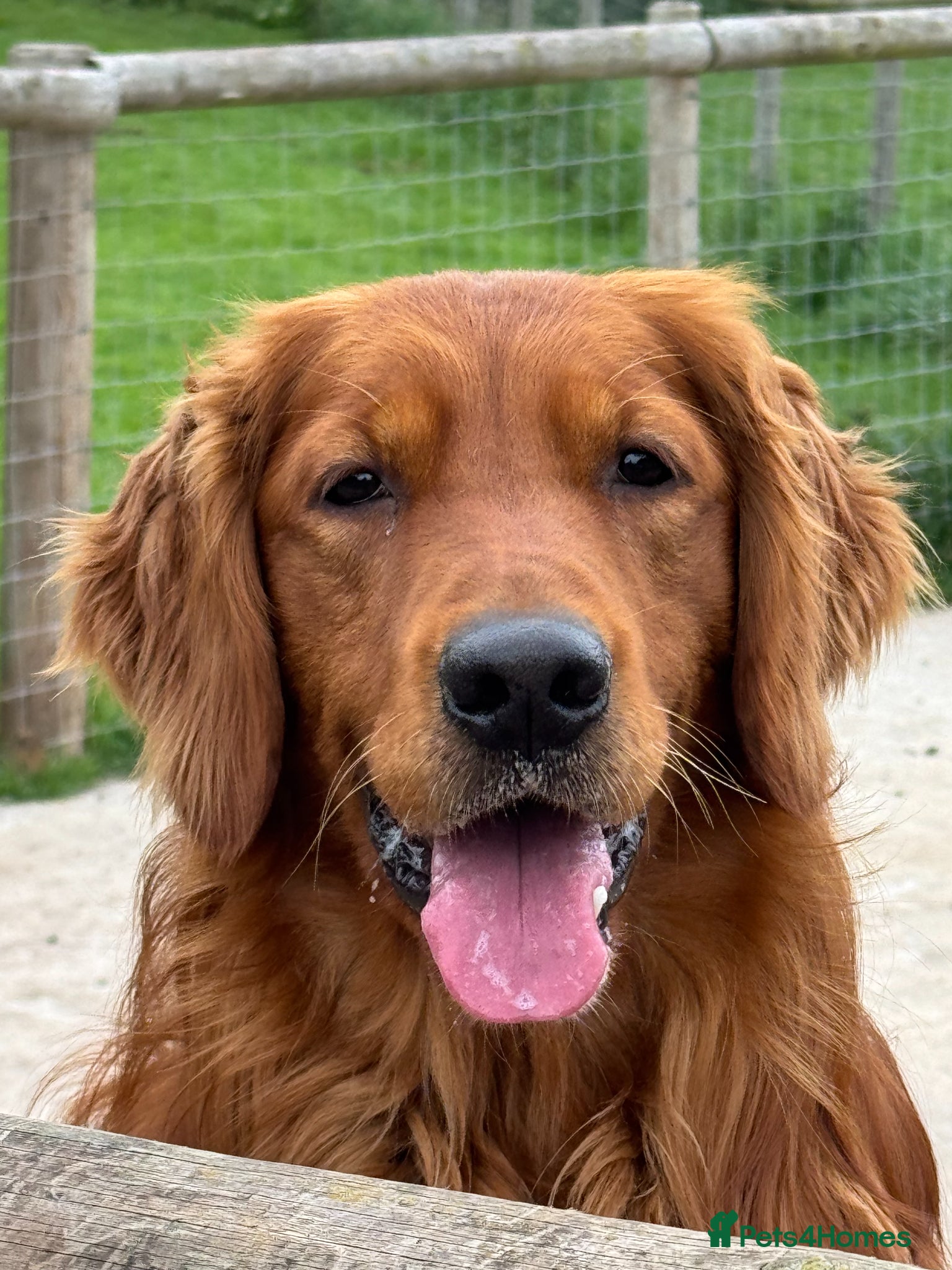 Golden Retriever dogs Dark Golden Retriever stud dog - Advert 18