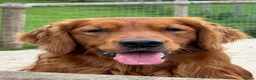 Golden Retriever dogs for stud: Dark Golden Retriever stud dog - Advert 1