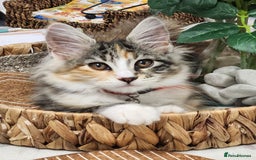 Maine Coon cats for sale: Maine coon Kittens Ready to go! 100% Pedigree   in Derby - Image 8