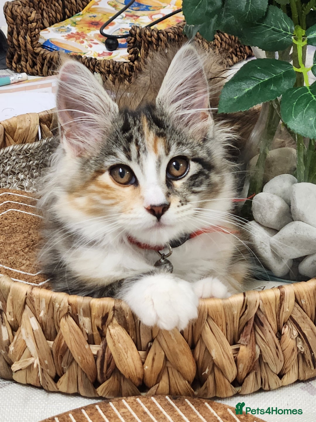 Maine Coon cats for sale: Maine coon Kittens Ready to go! 100% Pedigree   in Derby - Image 8
