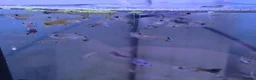 Live Bearers fish for sale: Mixed Snakeskin Guppys x20 - Advert 3