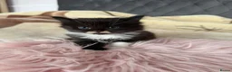Mixed Breed cats for sale: Adorable fluffy kittens looking for loving family - Advert 4
