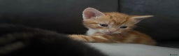American Shorthair cats for sale: 4 beautiful kittens - Advert 3