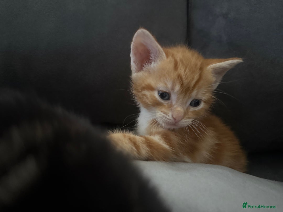 American Shorthair cats for sale: 4 beautiful kittens - Image 3