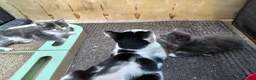 Mixed Breed cats for sale: Kitten for rehoming  in Mansfield - Advert 33