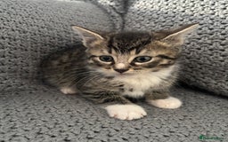 British Shorthair cats for sale: Kittens ready now  - Image 3