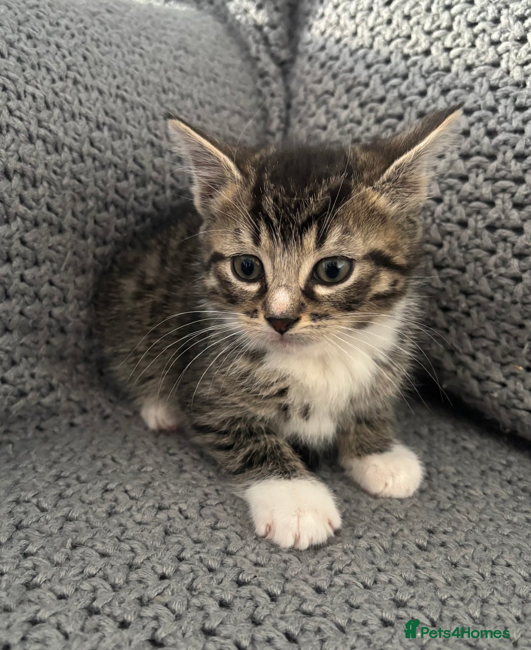 British Shorthair cats for sale: Kittens ready now  - Image 3