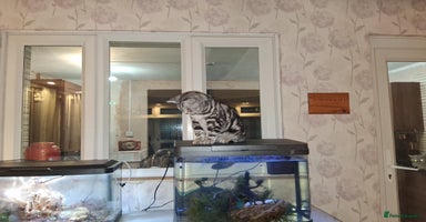 British Shorthair cats Gccf registered British Shorthair  - Advert 16