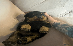 Rottweiler dogs for sale: Rottweiler Puppies - Image 6