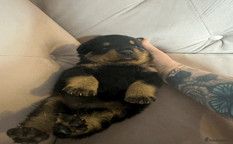 Rottweiler dogs - Advert 12
