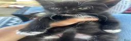 Mixed Breed cats for sale: Kittens  - Advert 5