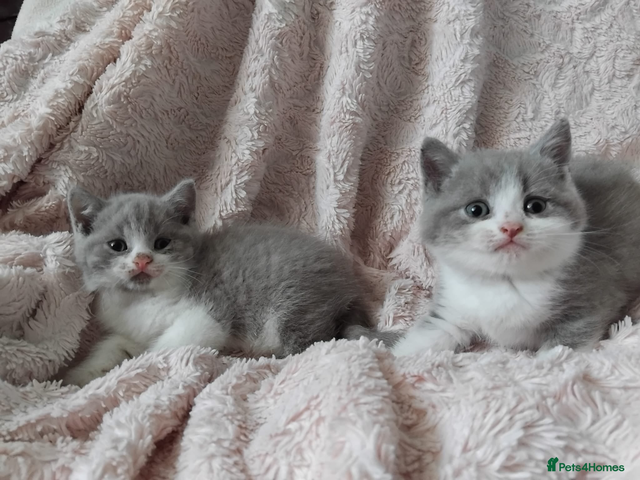 British Shorthair cats  Lilac & chocolate British Shorthair kittens  - Advert 1
