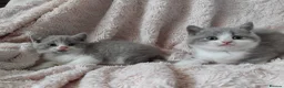 British Shorthair cats for sale:  Lilac & chocolate British Shorthair kittens  - Advert 1