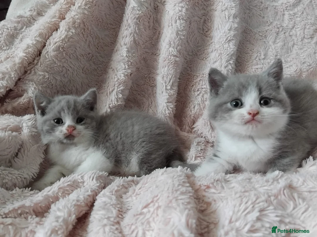 British Shorthair cats for sale:  Lilac & chocolate British Shorthair kittens  - Advert 1