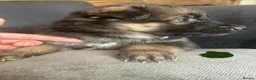 German Shepherd dogs for sale: German shepherd puppies long hair… - Advert 1
