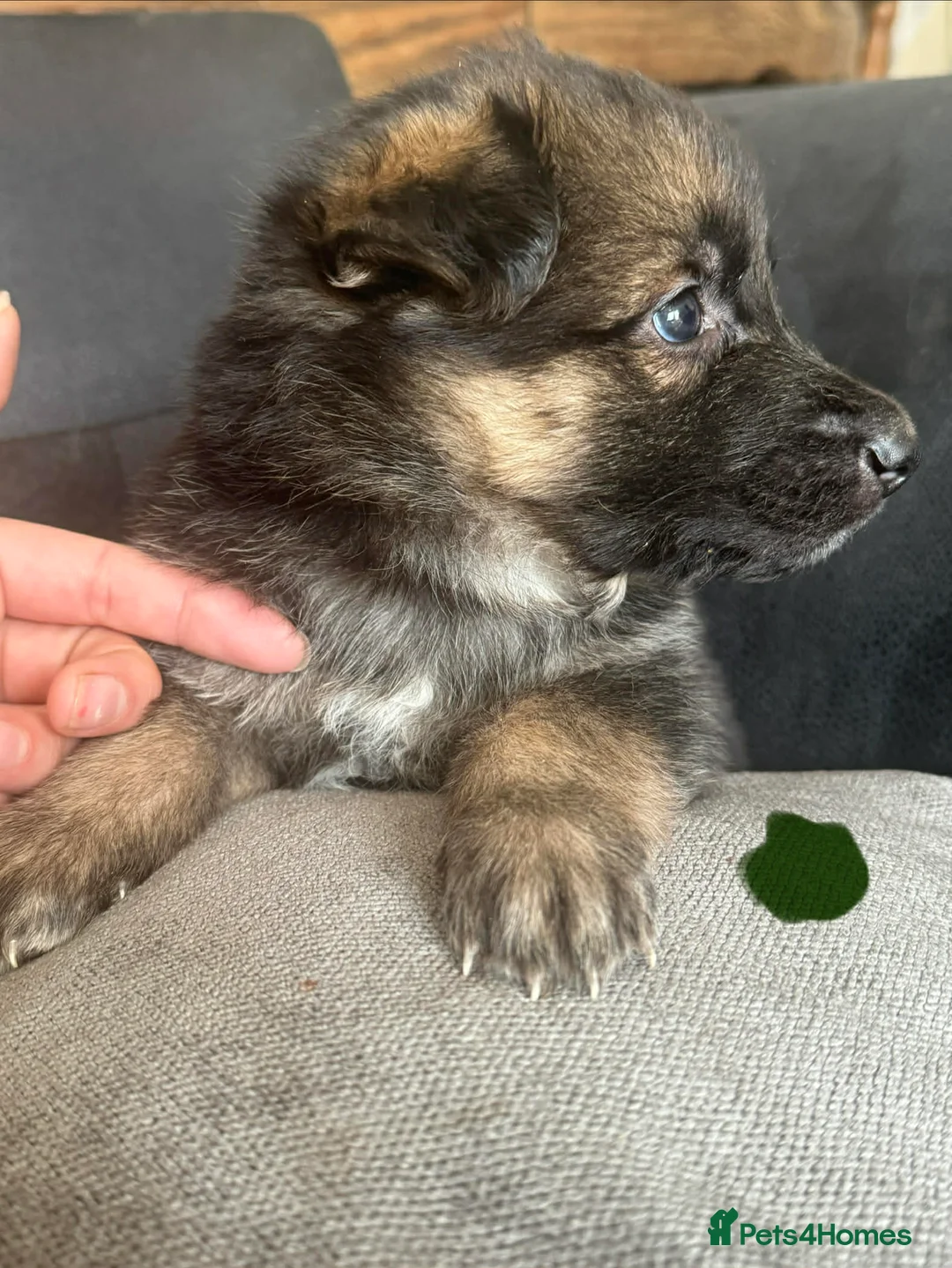 German Shepherd dogs for sale: German shepherd puppies long hair… - Advert 1