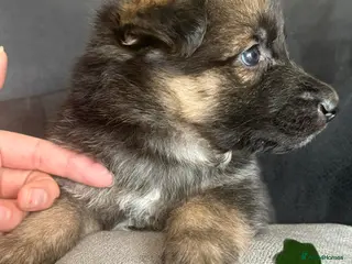 German Shepherd dogs German shepherd puppies - Advert 17