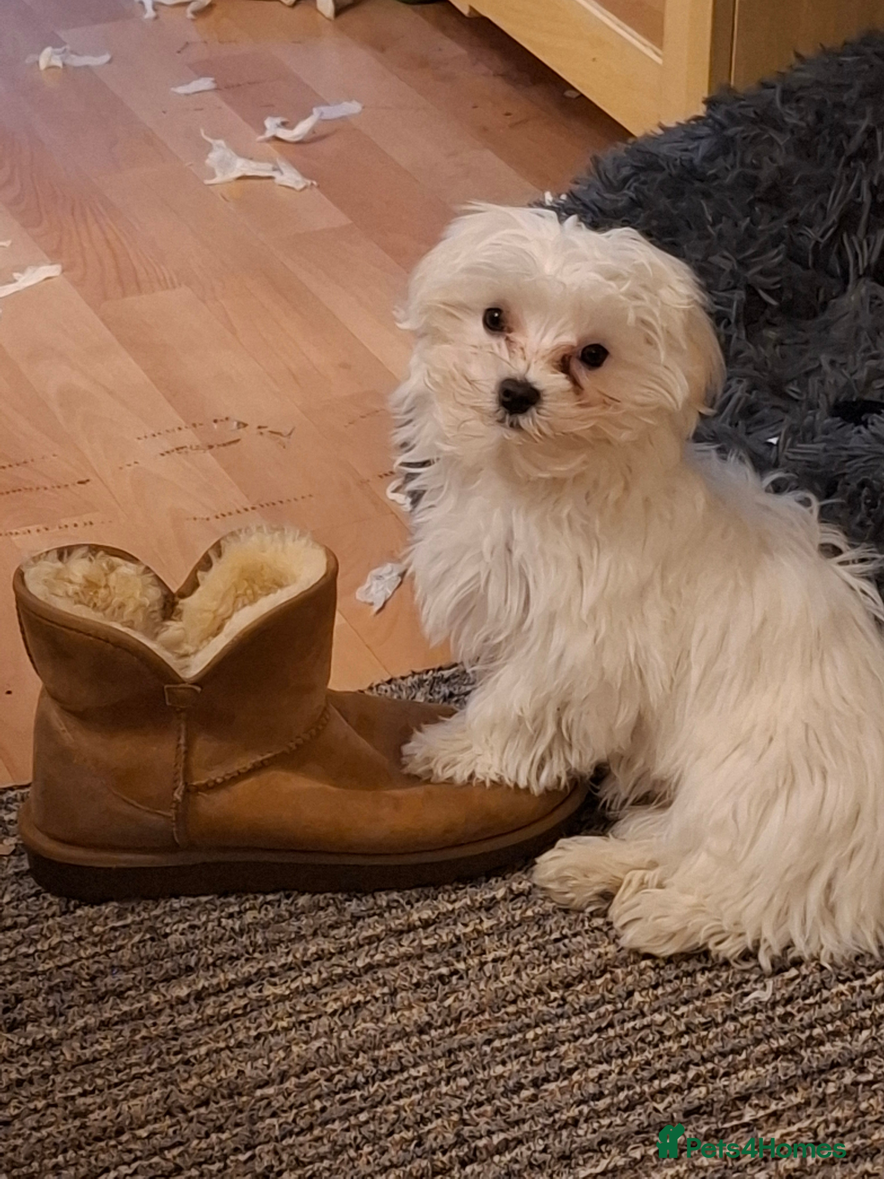 Maltese dogs Maltese - Advert 14