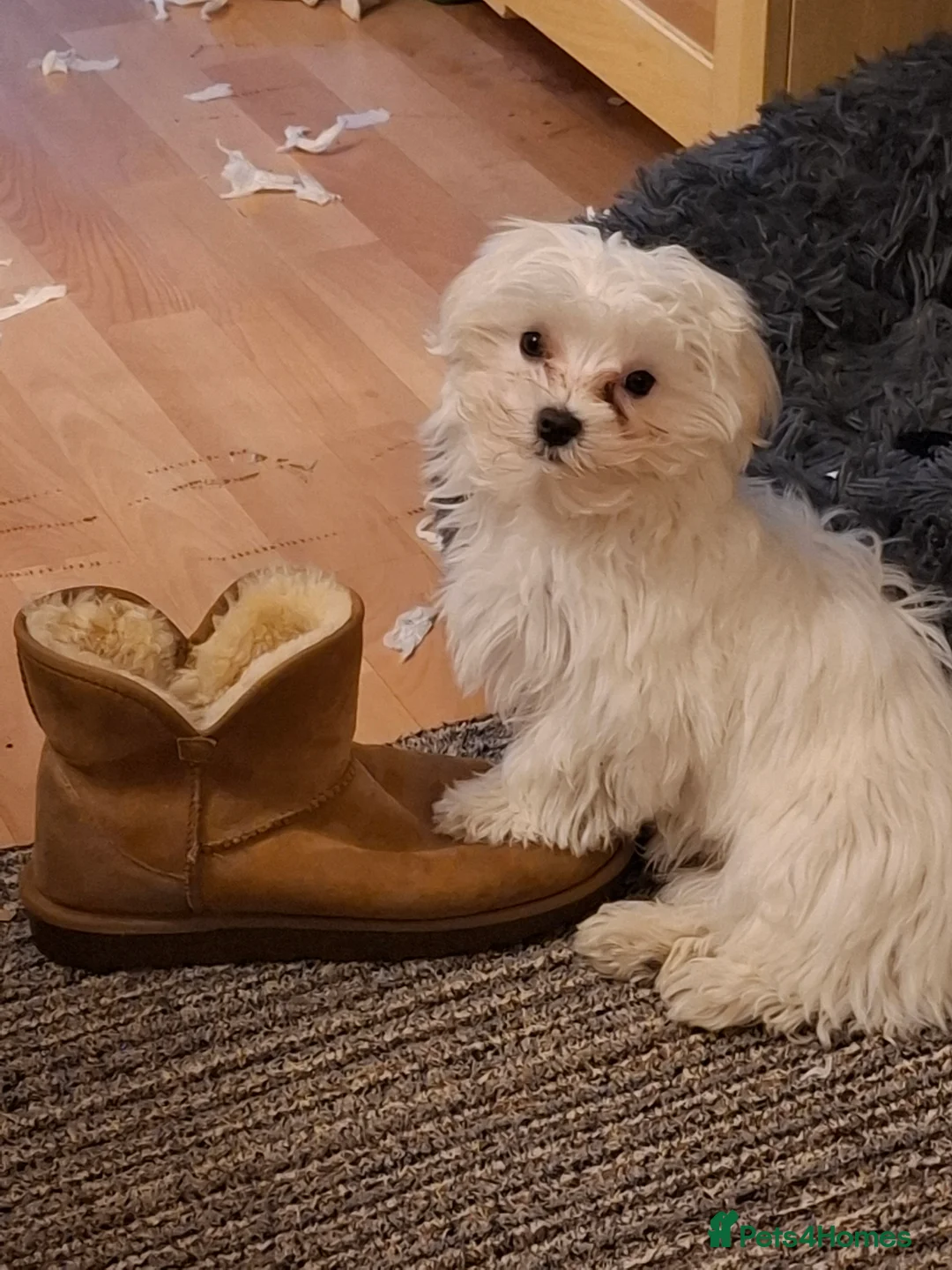 Maltese dogs for sale: Maltese - Advert 1