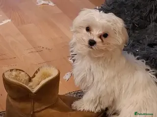 Maltese dogs Maltese - Advert 14