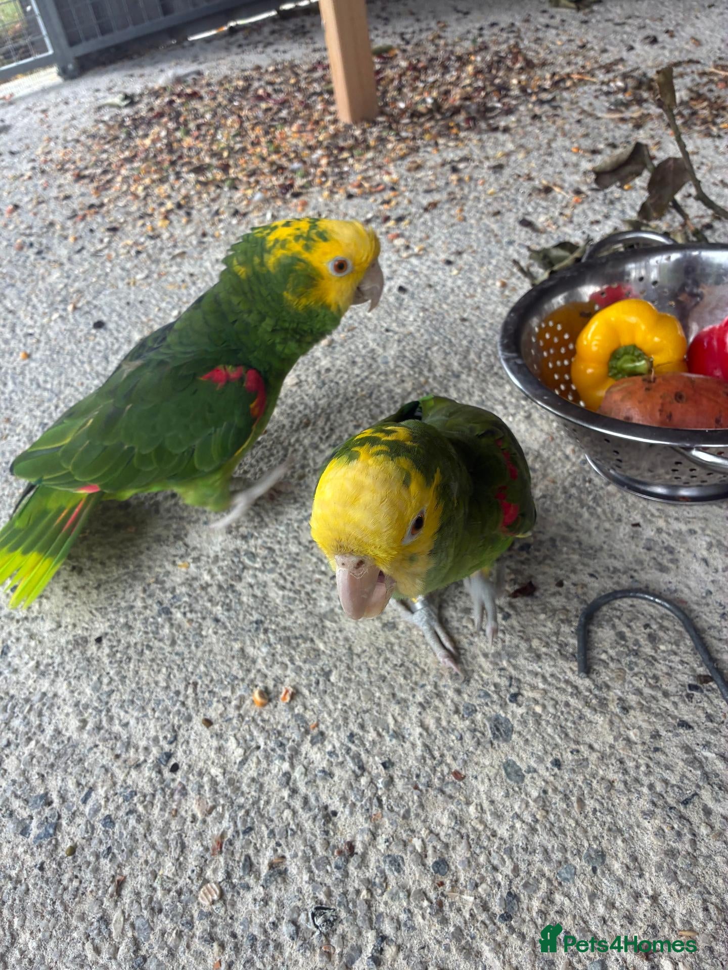 Parrots birds Bonded pair of Double Yellow Headed Amazons - Advert 1