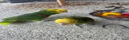 Parrots birds for sale: Bonded pair of Double Yellow Headed Amazons in South Molton - Advert 1