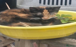 Domestic Shorthair cats for sale: Adopt a Kitten – Help Give Them a Loving Home - Image 5