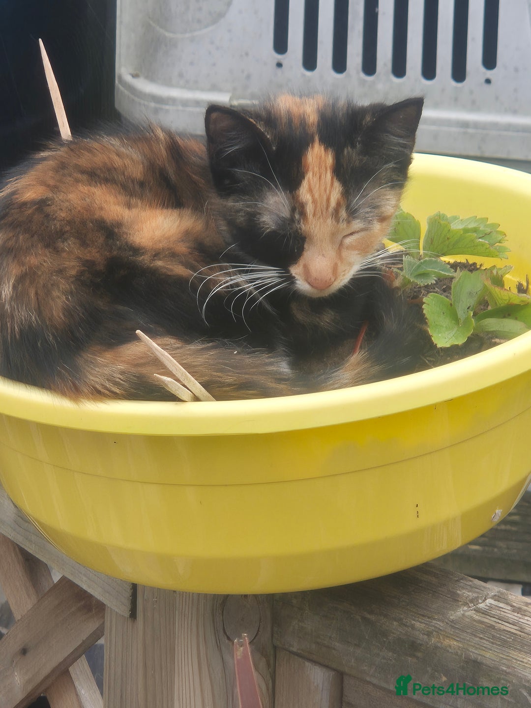 Domestic Shorthair cats for sale: Adopt a Kitten – Help Give Them a Loving Home - Image 5