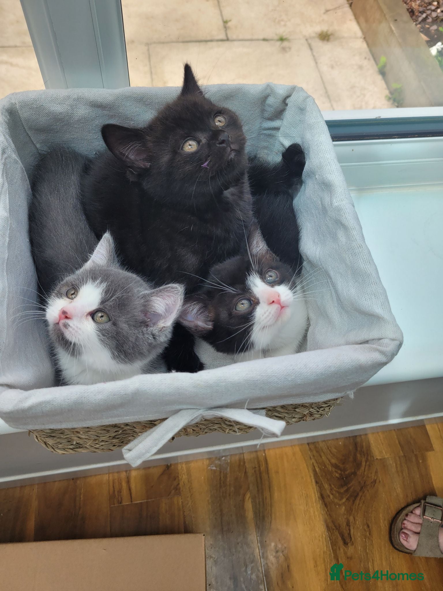 British Shorthair cats BSH Cross kittens  - Advert 2