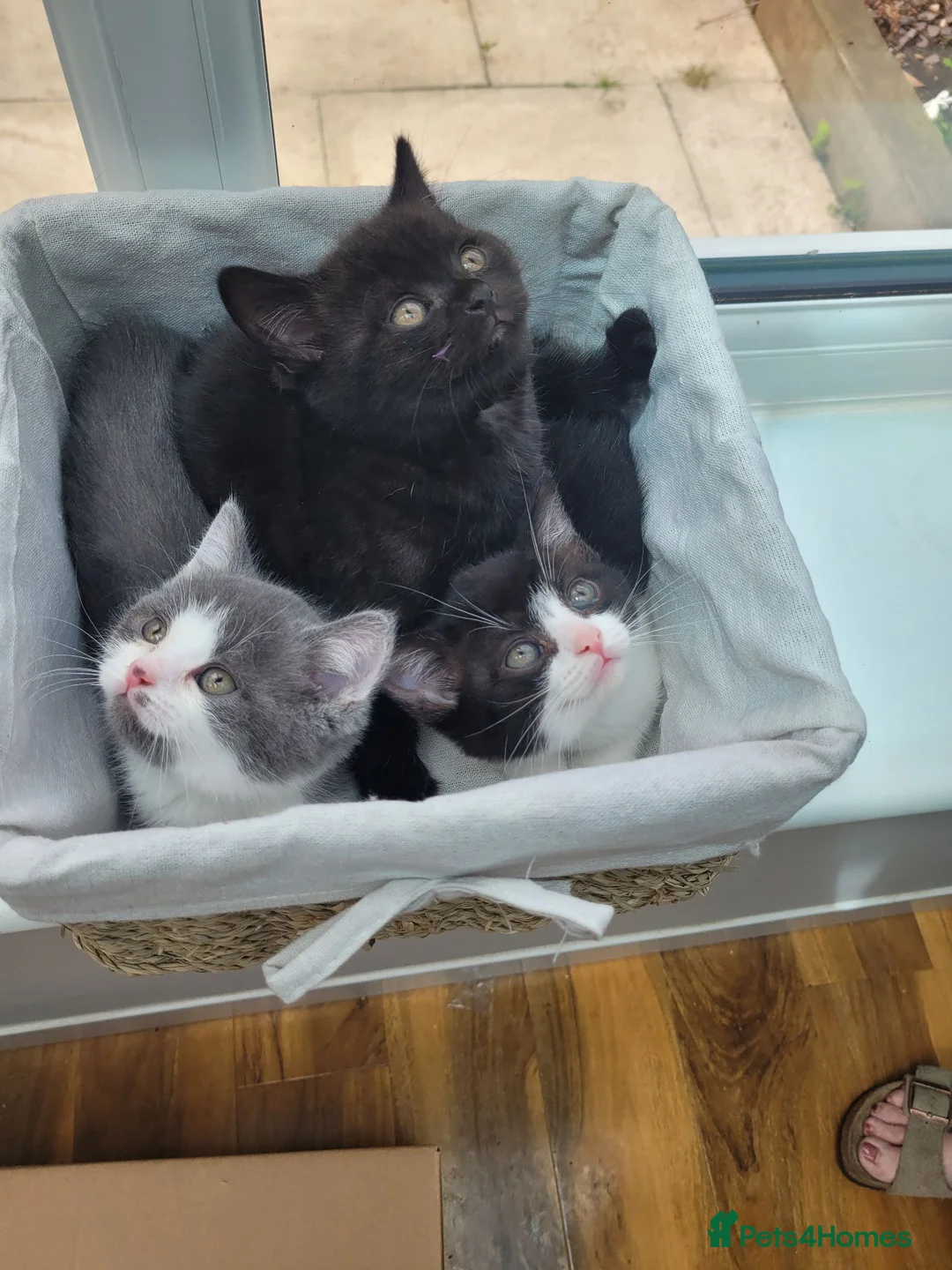 British Shorthair cats for sale: BSH Cross kittens  in Cannock - Advert 1