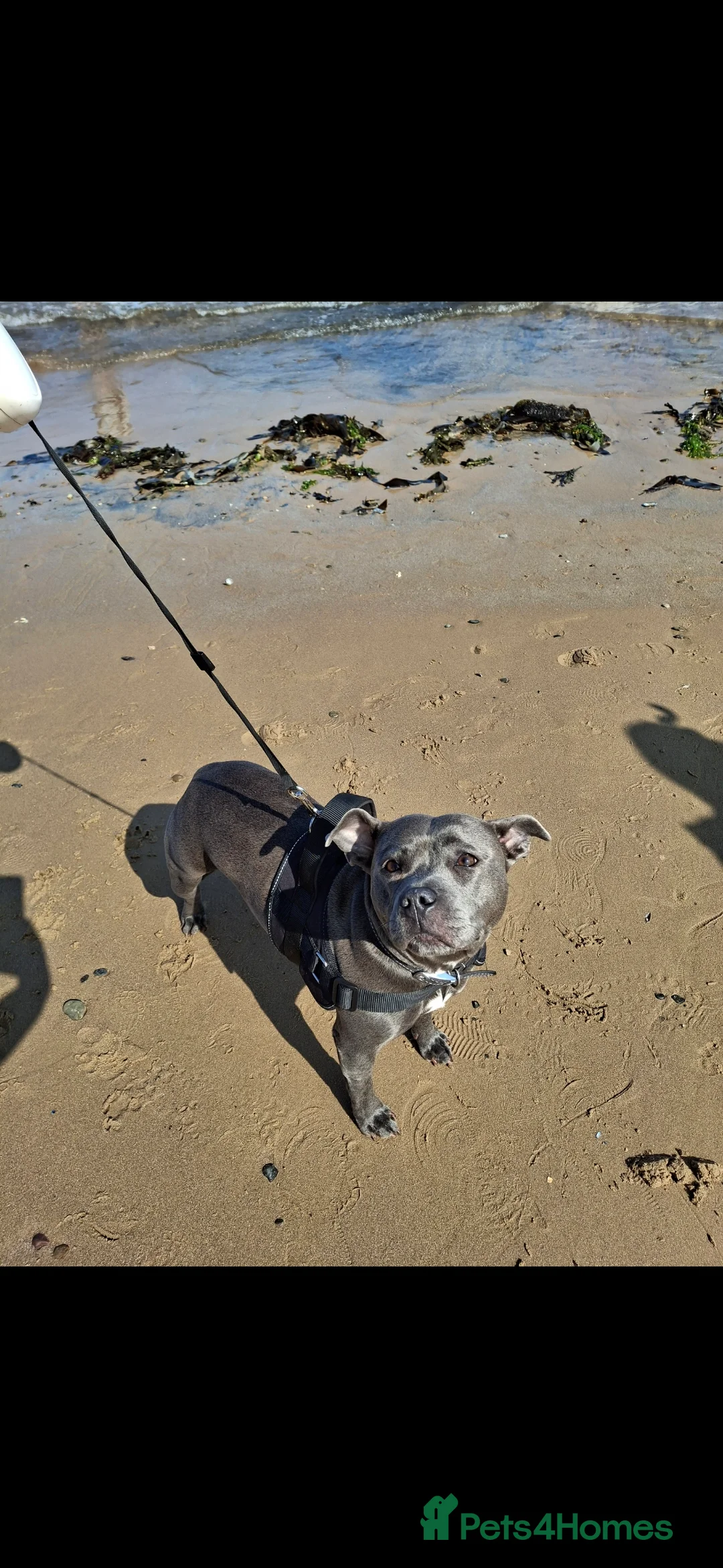 Staffordshire Bull Terrier dogs for stud: Staffordshire Bull Terrier looking for a stud - Advert 5
