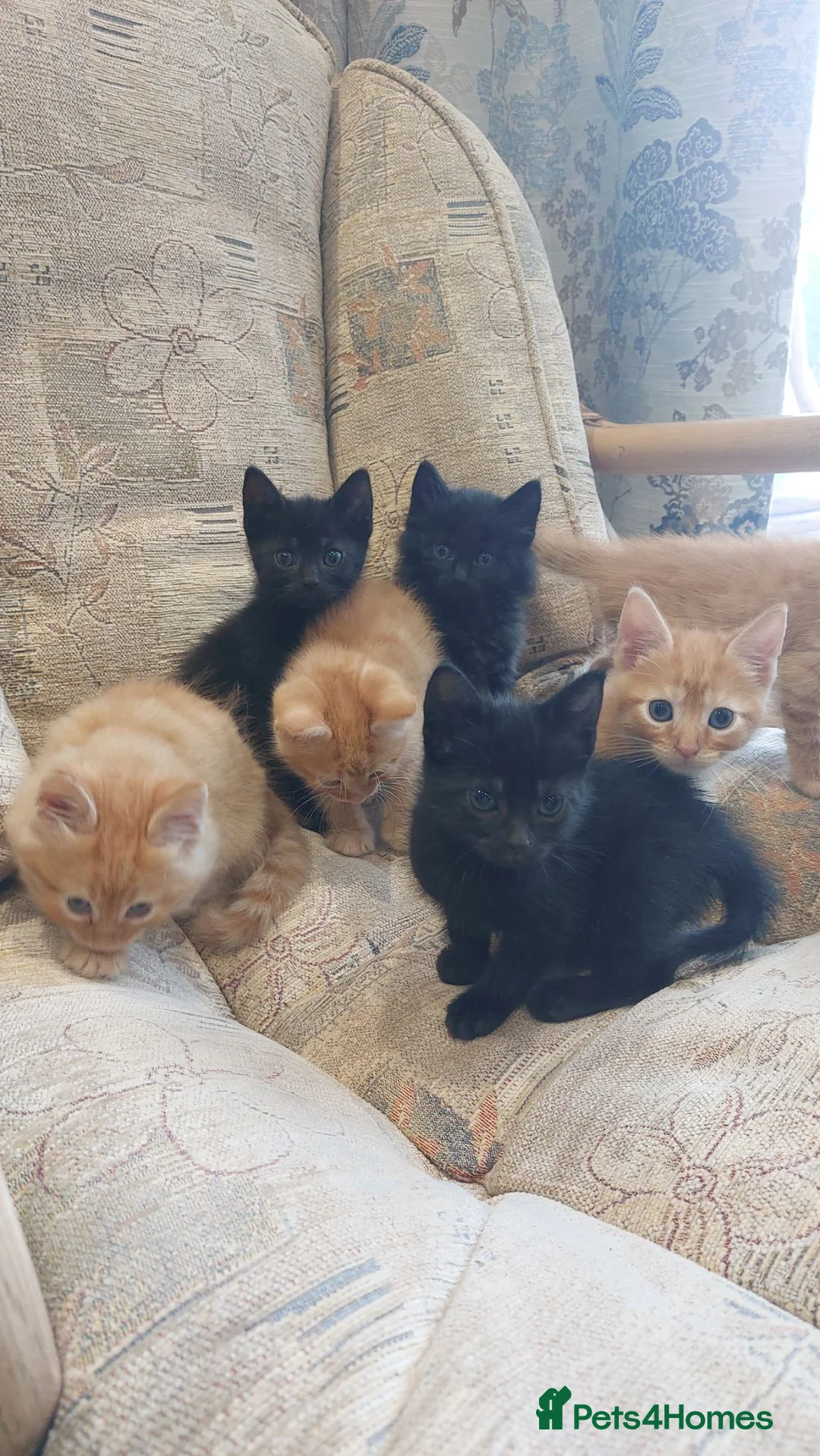 Mixed Breed cats for sale: Kittens ginger/black  - Advert 2