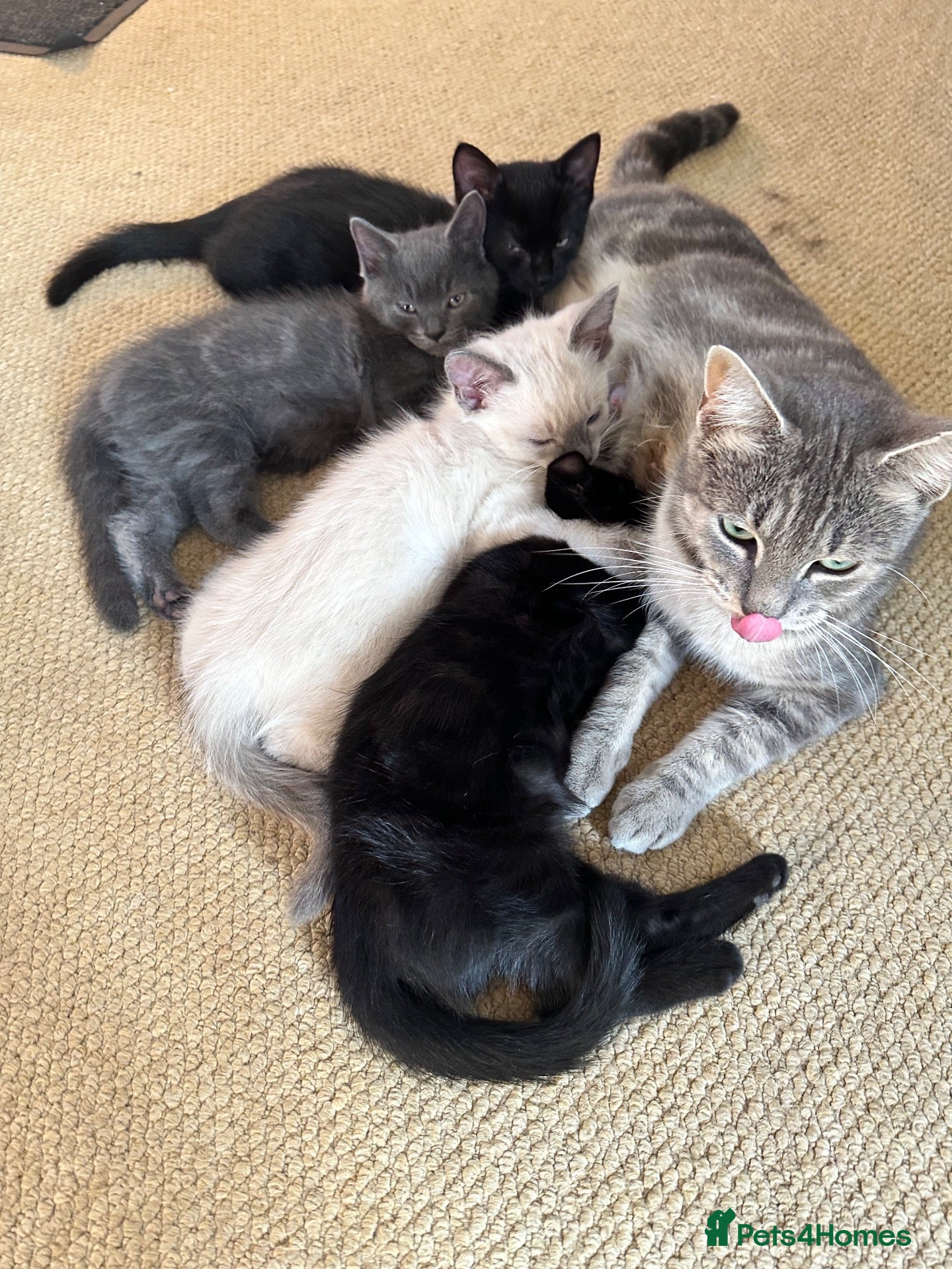 Mixed Breed cats Mixed breed Kittens  - Advert 3