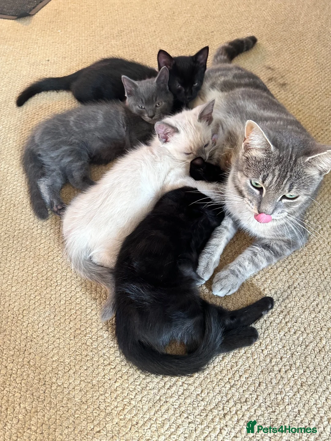 Mixed Breed cats for sale: Mixed breed Kittens  - Advert 1