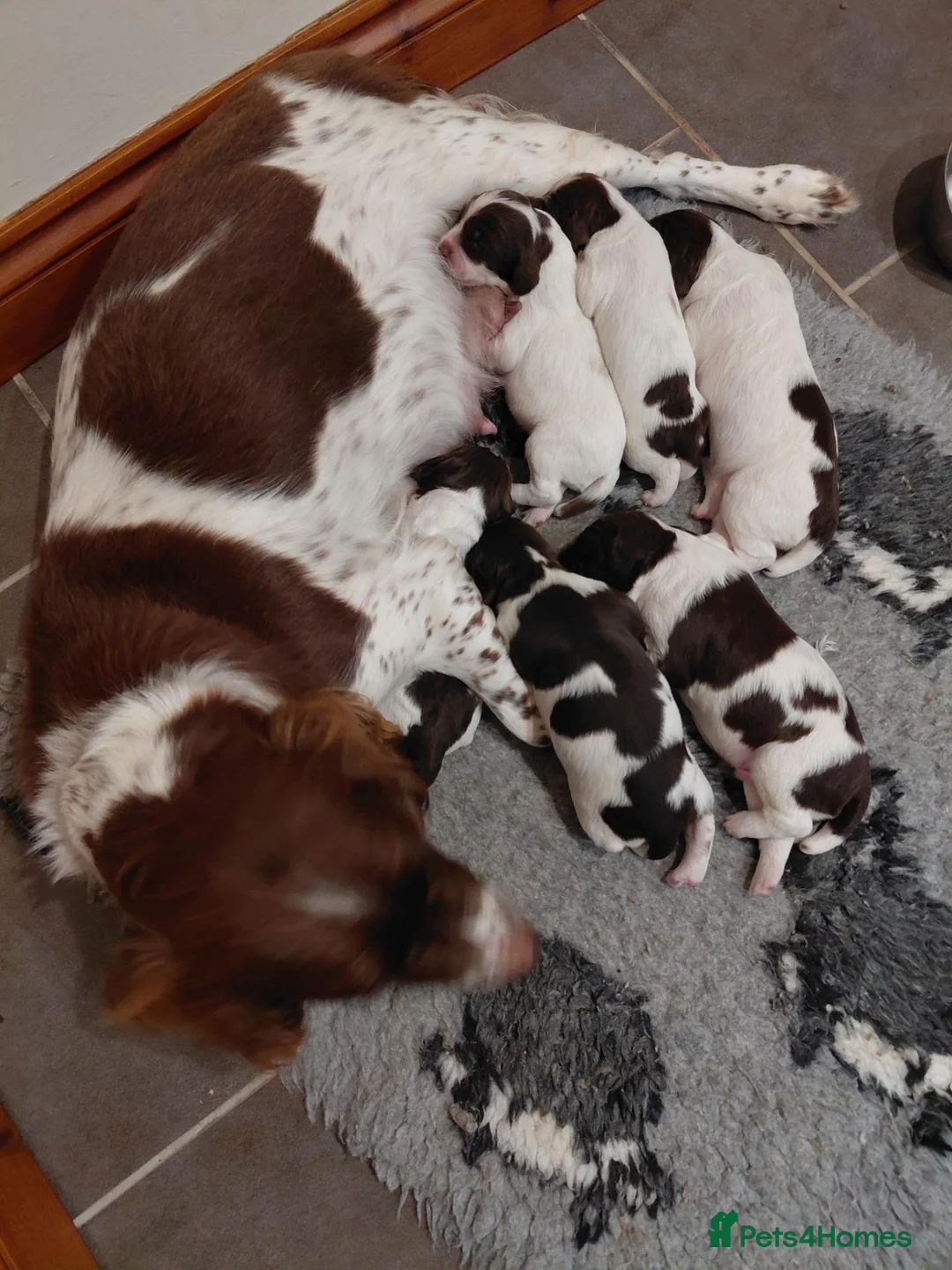 English Springer Spaniel dogs for sale: English Springer Spaniel  - Advert 2
