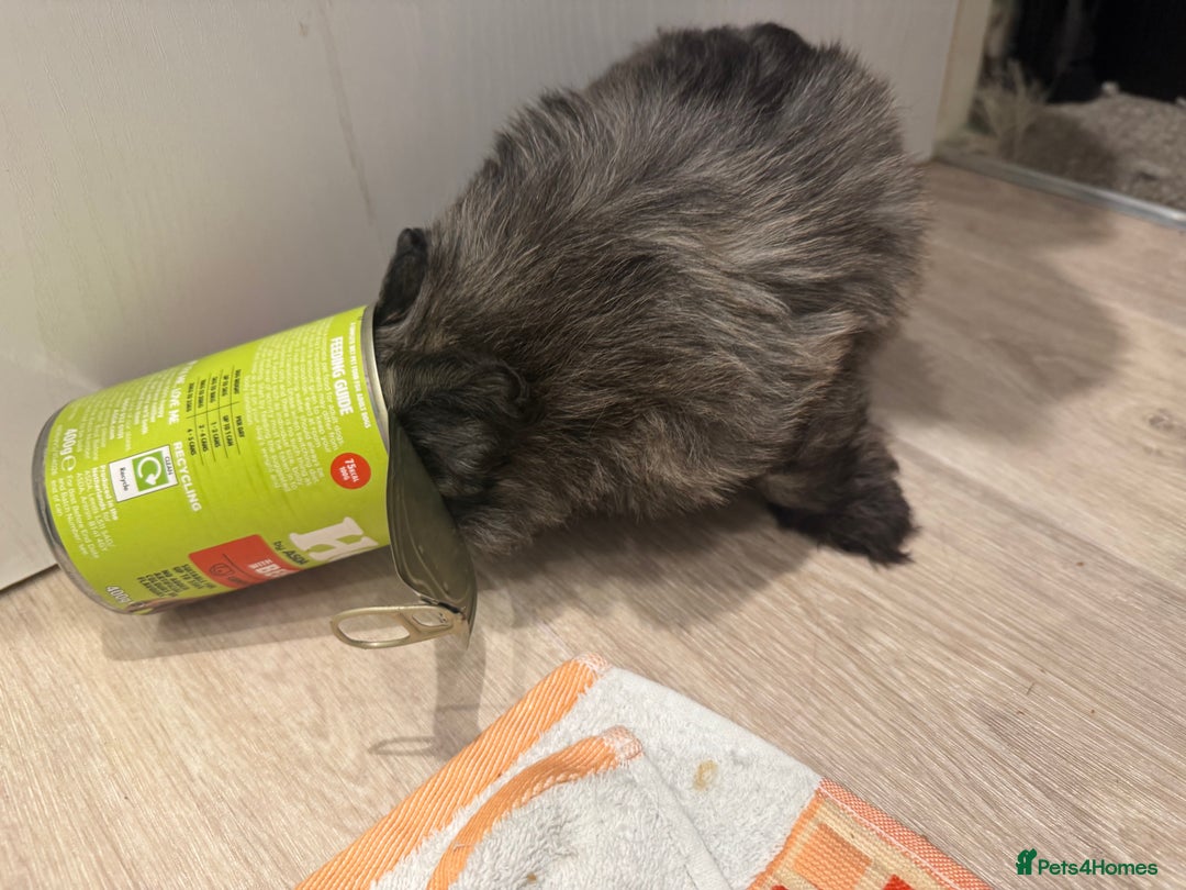 Mixed Breed dogs for sale: chihuahua mixed breed - Advert 35