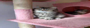 British Longhair Kitten 1