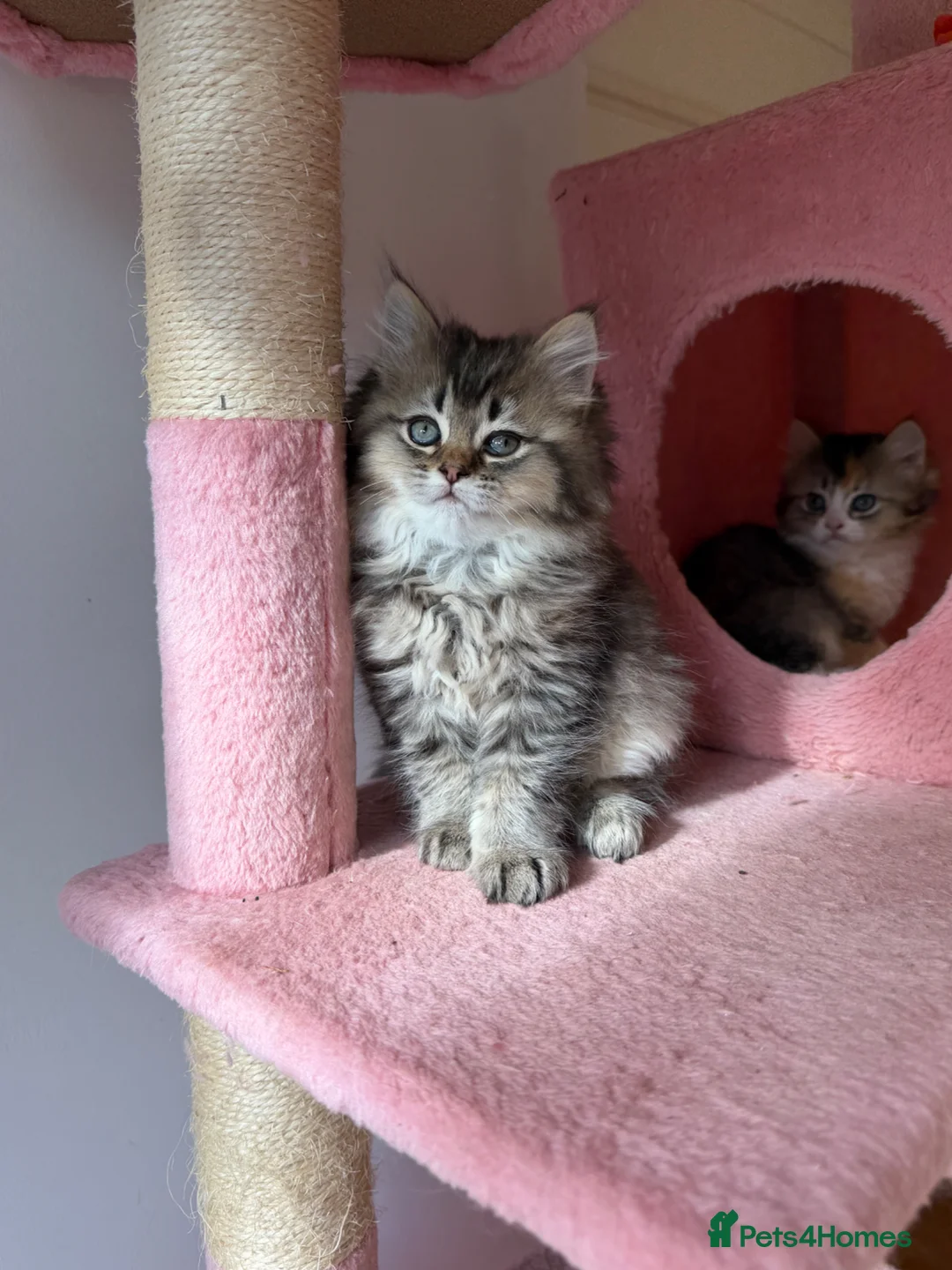 British Longhair cats for sale: LOOKING FOR A NEW HOME!!! NEW FAMILY  - Advert 2