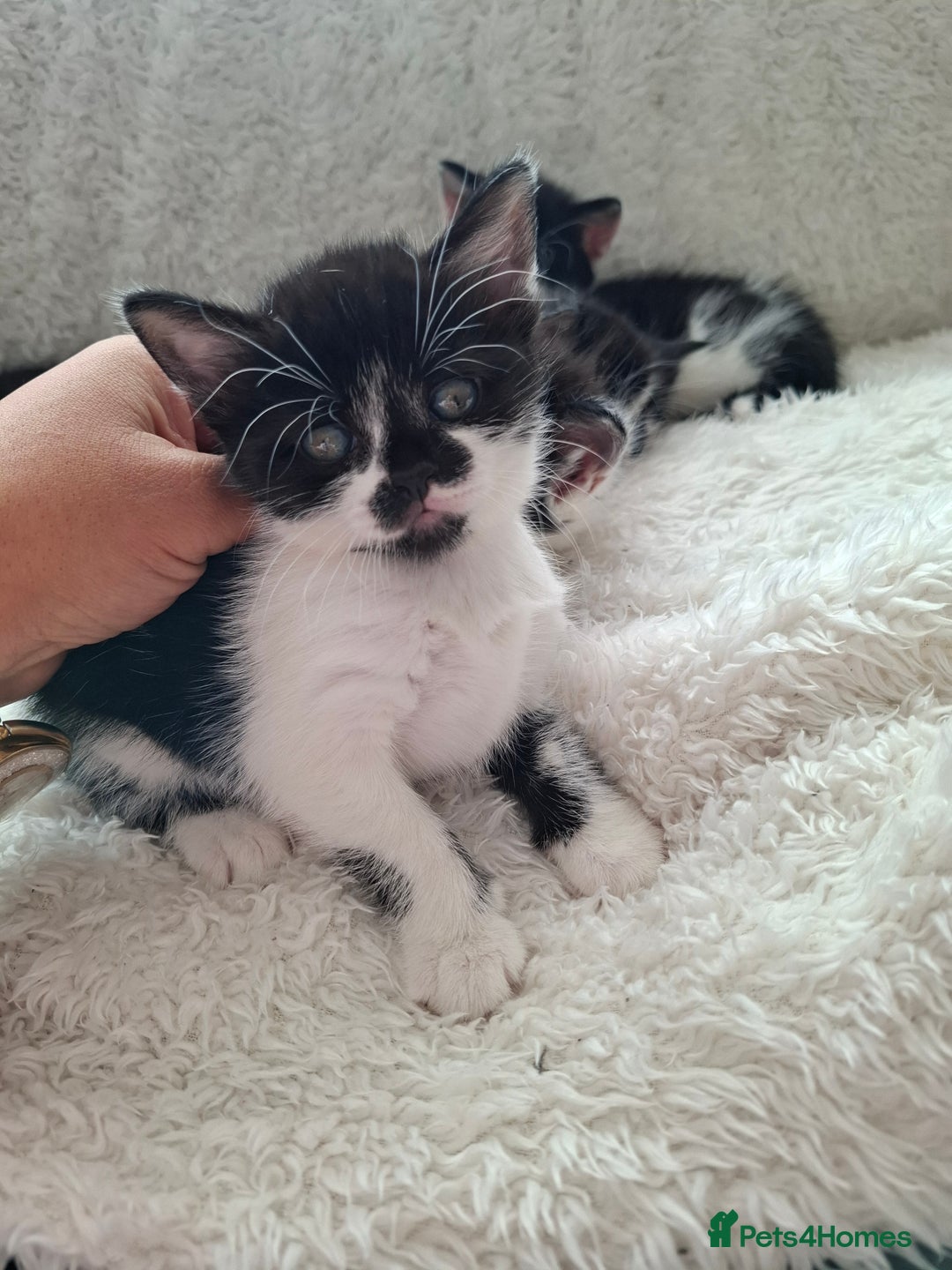 Mixed Breed cats for sale: Tabby/British short hair - Advert 34