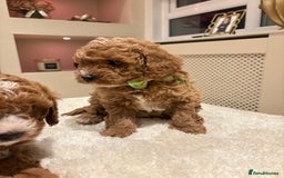 Cavapoo dogs for sale: Outstanding F1B Cavapoo puppies - Image 9