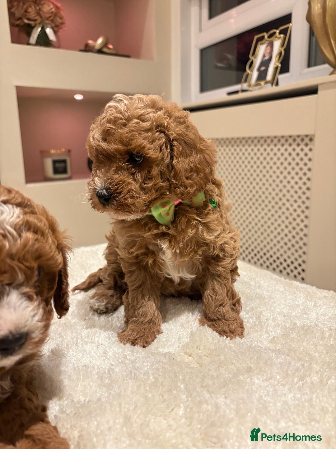 Cavapoo dogs for sale: Outstanding F1B Cavapoo puppies - Image 9