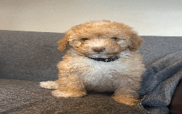 Toy Poodle dogs for sale: 2 Male Pure Toy Poodle Pups - Image 6
